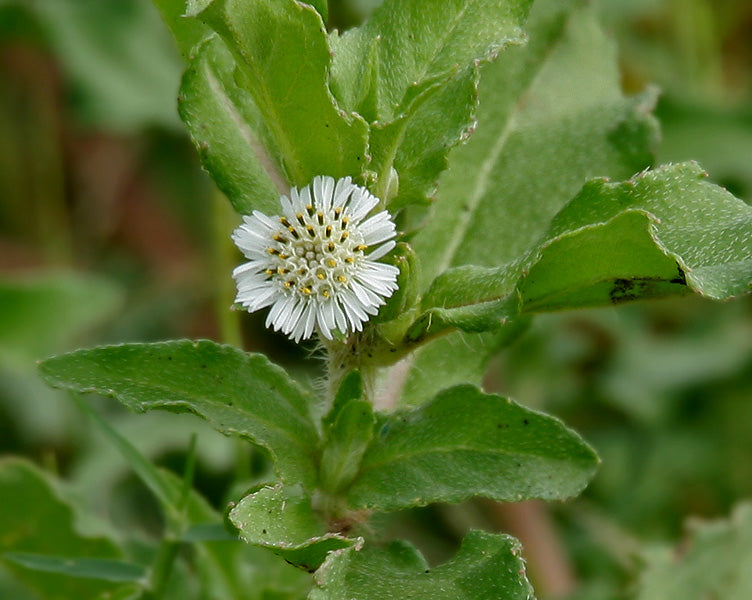 Eclipta prostrata with green leaves on a blurred natural background