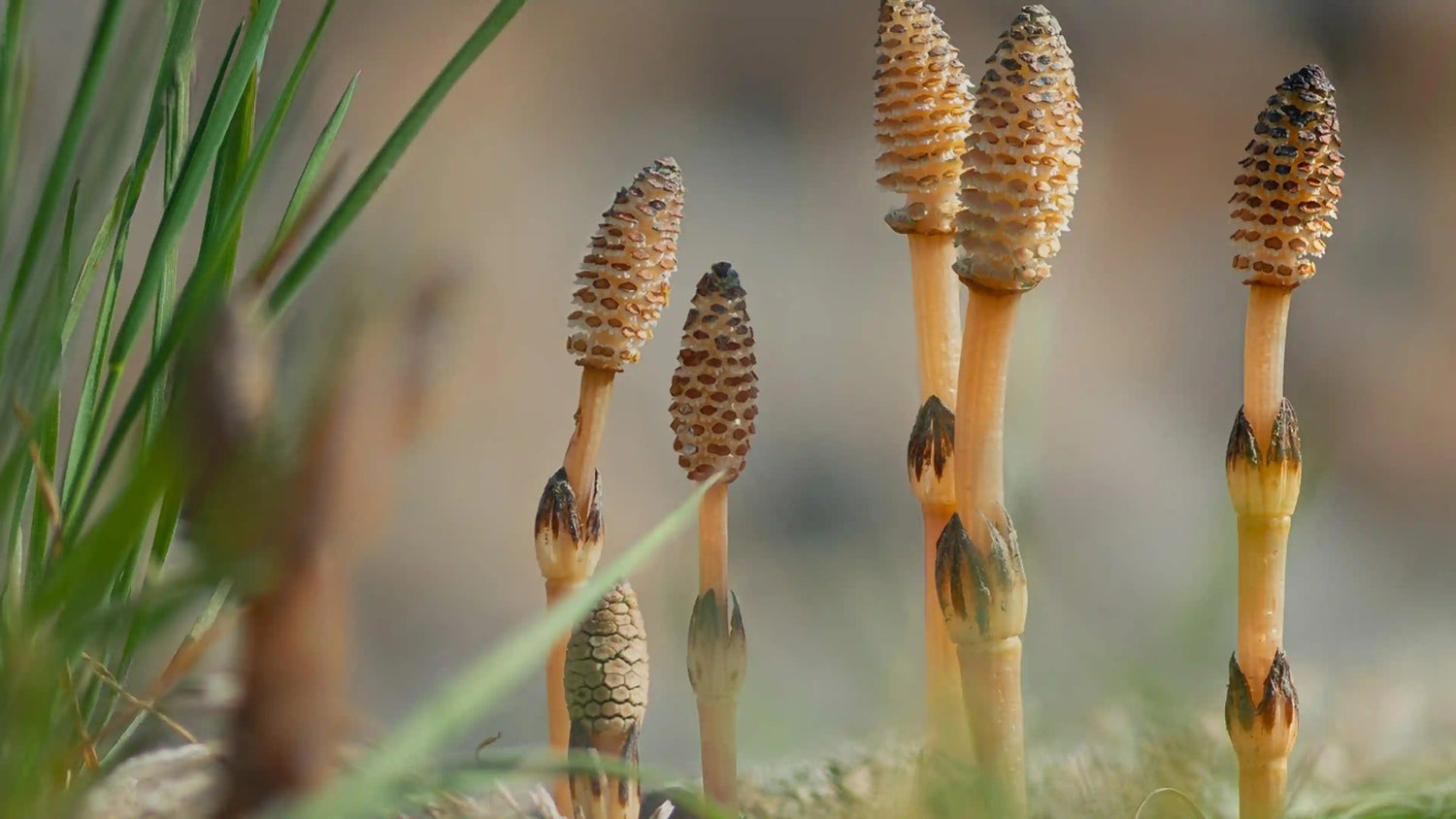 Close-up of grass shoots with brown horsetails against a blurred natural background